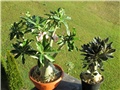 arabicum & socotranum