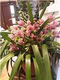 Cymbidium