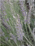 lavanda