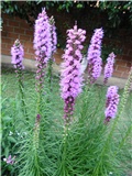 liatris