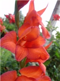 gladiola