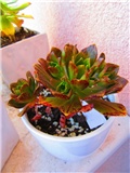 aeonium