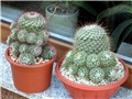 Mammillaria bombycina