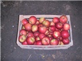 voće, jabuke