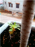 aeonium
