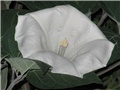 Datura