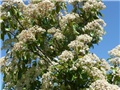 photinia