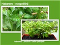 Habanero
