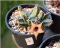 Huernia piersi