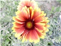 gaillardia