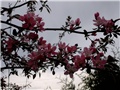  japanska jabuka