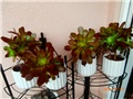 aeonium
