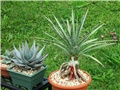agave filifera