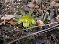 Helleborus odorus