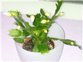 Božićni kaktus (Zygocactus)