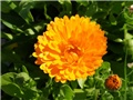 neven2