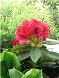 rododendron