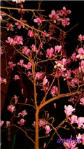 magnolija a