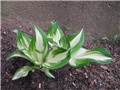 Hosta