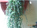 nove slike