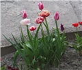 Tulipani