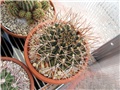Gymnocalycium schickendantzii