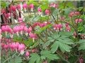 Dicentra (srdašce)