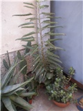 Kalanchoe d.