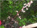 heucera cvat