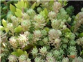 sedum