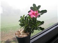 Adenium obesum sijanci ožujak 2012