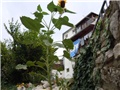 slike cvijeca