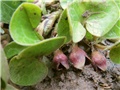 kopitnjak asarum