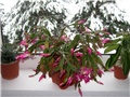 Schlumbergera