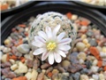 mammillaria sanchez-mejoradae