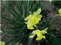 narcisi