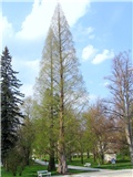 Metasequoia glyptostroboides1