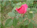 ruža roza