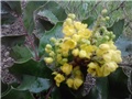 mahonia novo