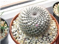 Mammillaria Hahniana 