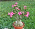 Adenium arabicum