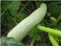 Tikvica