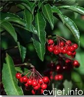 Ardizija – lat. Ardisia crenata