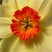 Narcis - Sunovrat - lat. Narcissus