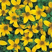 Bidens – bidens ferulifolia