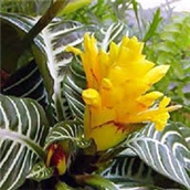 Cvijet Afelandra – lat. Aphelandra squarrosa