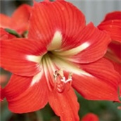 Amarilis -  prugasti sunovrat - lat. Hippeastrum x