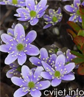 Biljka Jetrenka - hepatica nobilis