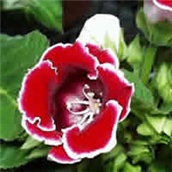 Gloksinija - lat. Sinningia speciosa
