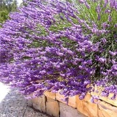 Lavanda – Lavandula angustifolia (Miller)